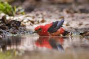 SCARLET TANAGERS
