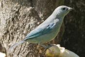 BLUE-GRAY TANAGERS