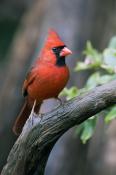 Cardinals & Finches