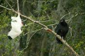 Black Vulture/White Ibis