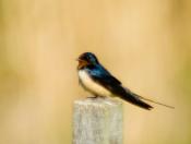 Barn Swallows