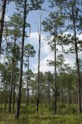 Snags are important habitat and diversity elements in a longleaf pine forest.