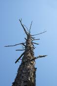 A pine snag provides food and shelter for many wild animals.