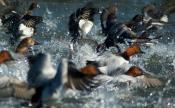 Waterfowl Riot