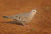 Ground Doves