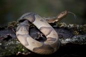 COPPERHEADS & COTTONMOUTHS