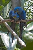 Macaw
