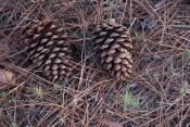 Pine Cones
