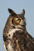 Great Horned Owl Album