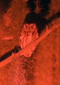 Screech Owl Album