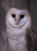 Barn Owl Album