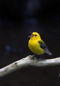 Prothonotary Warbler Album