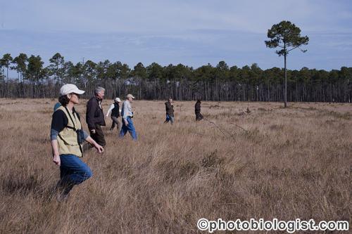 Grassland Bird Survey