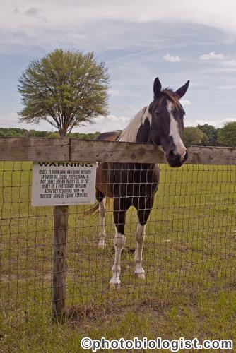 Equine Liability