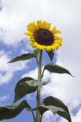 Sunflower-like Asters