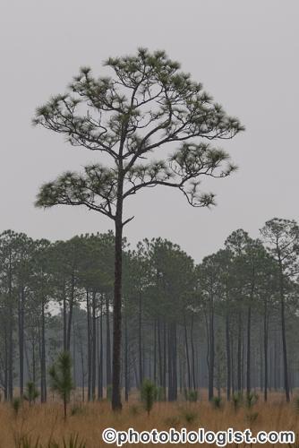 Longleaf Pine