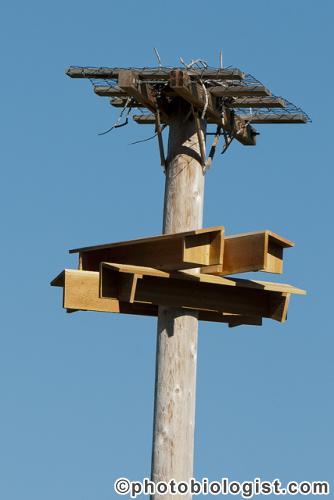 Nesting Platform