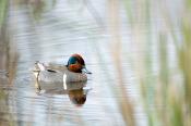 Green-winged Teals