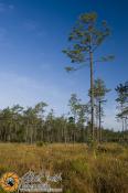 Fire-maintained  southern Pine Woodlands