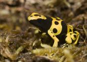 YELLOW-BANDED POISON DART FROG