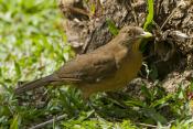 CLAY-COLORED THRUSHES