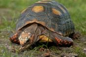 RED-FOOTED TORTOISES